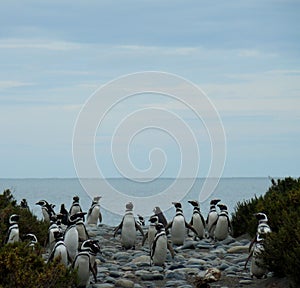 Penguin colony in Rio Gallegos photo