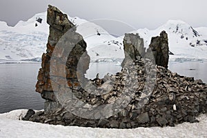 Penguin Colony on a rock formation - Antarctica