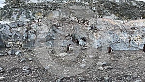 Penguin colony on a rocky beach in Antarctica.