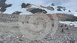 Penguin colony on a rocky beach in Antarctica.