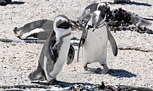 Penguin colony at Stony point of Betty's bay, South Africa