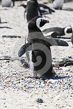 Penguin colony at Stony point of Betty's bay, South Africa