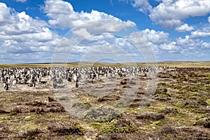 Penguin colony in their nest in the Falkland Islands