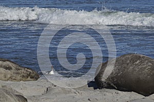 Penguin comes ashore amongst Elephant Seals in the Falkland Islands