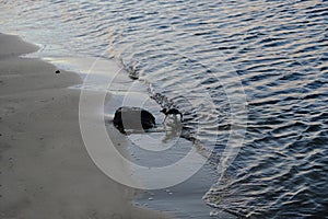 Penguin coming home at St Kilda Pier, Melbourne, Australia