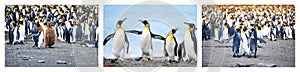Penguin communicate with each other in three parts. Penguin photos arranged to one illustration of celebration time. Behavior.