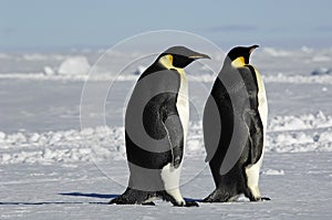 Penguin couple