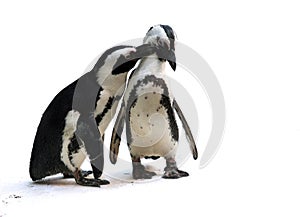 Penguin couple