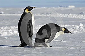 Penguin couple