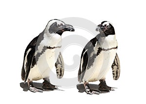 Penguin couple