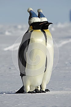 Penguin couple with caps