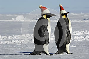 Penguin couple on Christmas