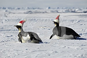 Penguin couple at Christmas day