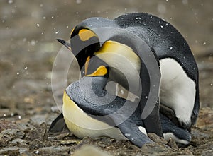 Penguin Couple sharing an Intimate Moment