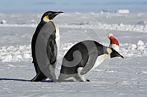 Penguin couple on Xmas