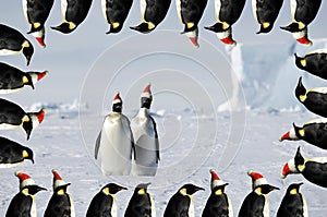 Penguin couple xmas card