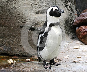 Penguin Crossing Guard at the Memphis Zoo.