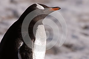 Penguin, cute gentoo penguin portrait - Pygoscelis papua