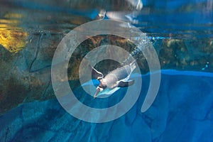 Ocean park Penguin dives under water swimming bright photo