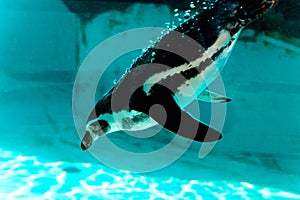 The penguin dives and swim under the water.