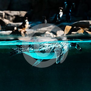 The penguin dives and swim under the water against the background of the shore and other penguins