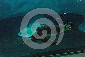 Penguin dives and swims underwater at Loro Parque, Tenerife