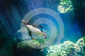 Penguin diving