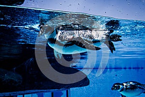 Penguin diving in the swimming pool.