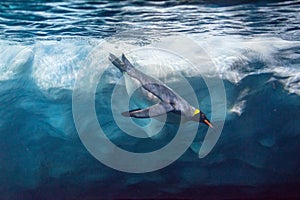 Penguin diving under ice, underwater photography.