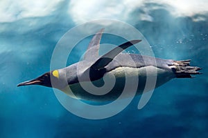 Penguin diving under ice, underwater photography.