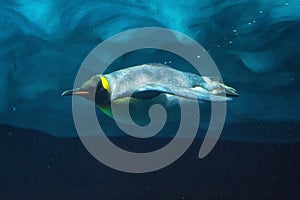 Penguin diving underwater, underwater view.