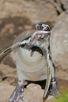 Penguin eating