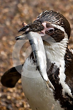 Penguin eating a fish