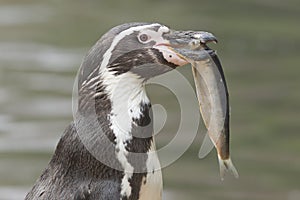 Penguin is eating a large fish