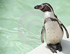 Penguin on the edge of a pool at Cotswold Wild life park