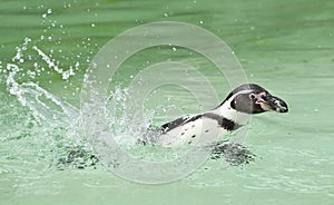 Penguin on the edge of a pool at Cotswold Wild life park
