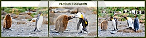Penguin education in three parts. Photos arranged to one illustration. Chick follows listless, food begging, is told off. Penguins
