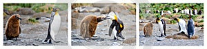 Penguin education in three parts. Photos arranged to one illustration. Chick follows listless, food begging, is told off. Penguins