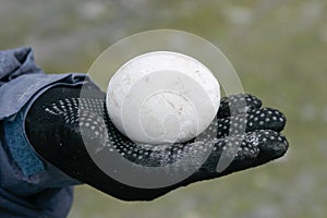 Penguin egg in hand