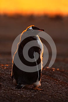 Penguin evenig scene in the orange sunset. Beautiful gentoo penguin with sun light. Penguin with evening light. Open penguin