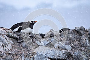Penguin falling snow