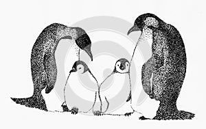 Pinguino famiglia 