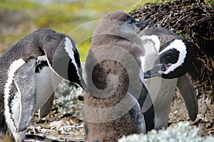 Penguin Family photo