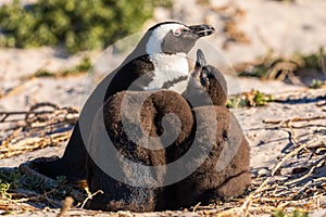 Tučniak rodina v hniezdo na balvany pláž 