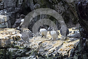 Penguin family sitting together in Oceanario, Lisboa photo