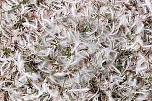 Penguin feathers lying on grass, Saunders Island, Falkland Islands