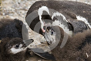 Penguin feeding offspring