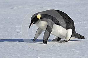Penguin fitness