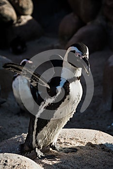 Penguin Flapping Wings Group Habitat