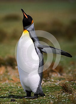 Penguin flight